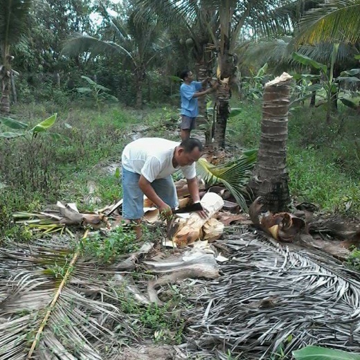 Củ hủ dừa mua ở đâu? bán củ hũ dừa freeship nội thành - Okfood.vn Củ Hủ Dừa Mua Ở Đâu? Bán Củ Hũ Dừa Freeship Nội Thành - Okfood.Vn