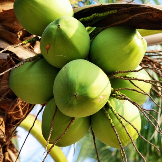 Dừa xiêm mua ở đâu