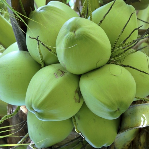 Dừa xiêm có tốt cho bà bầu