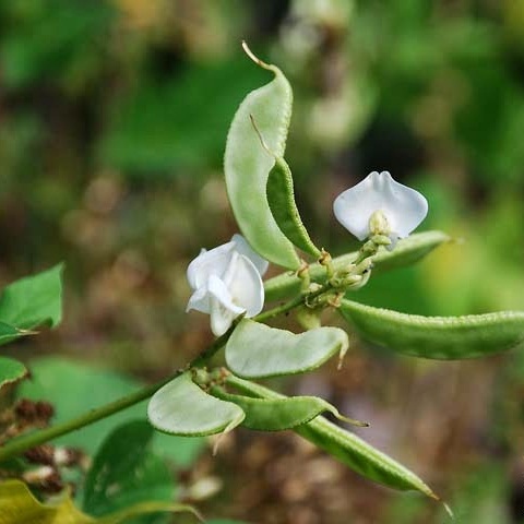 Giá đậu ván trắng