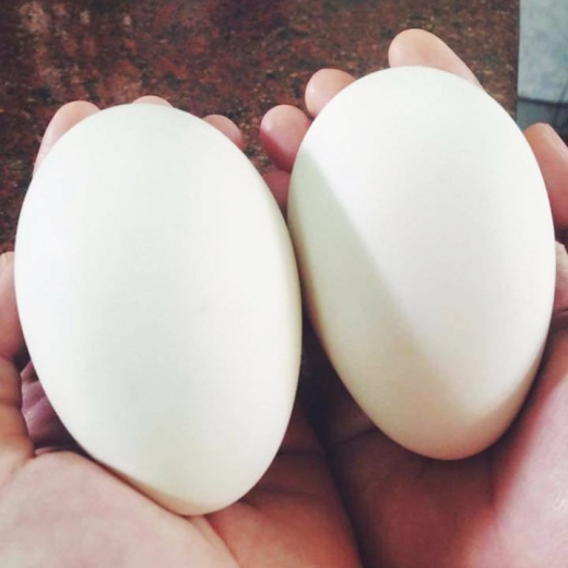Trứng ngỗng bán ở đâu - mua trứng ngỗng, bán trứng ngỗng HCM tại đây