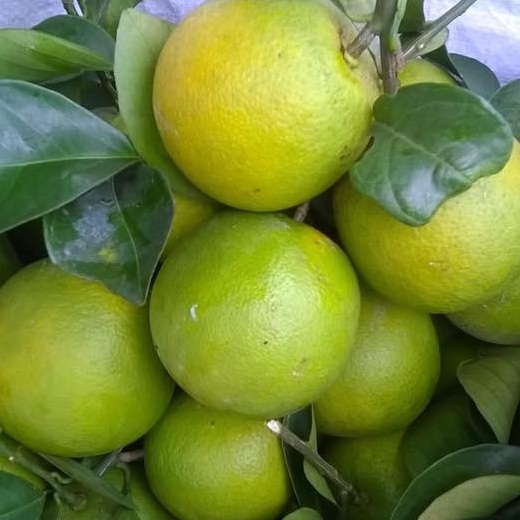 Cách chọn cam xoàn Việt ngon chuẩn xịn
