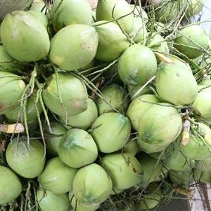Giá dừa xiêm xanh