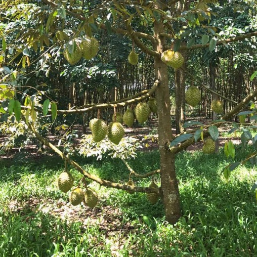 Cây sầu riêng ri6
