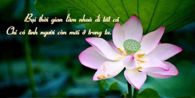 Con nhện ở miếu Quan Âm