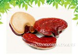 Nấm linh chi chất lượng cao cấp nhất Hà Nội 1 nam-linh-chi-chat-luong-cao-cap-nhat-ha-1