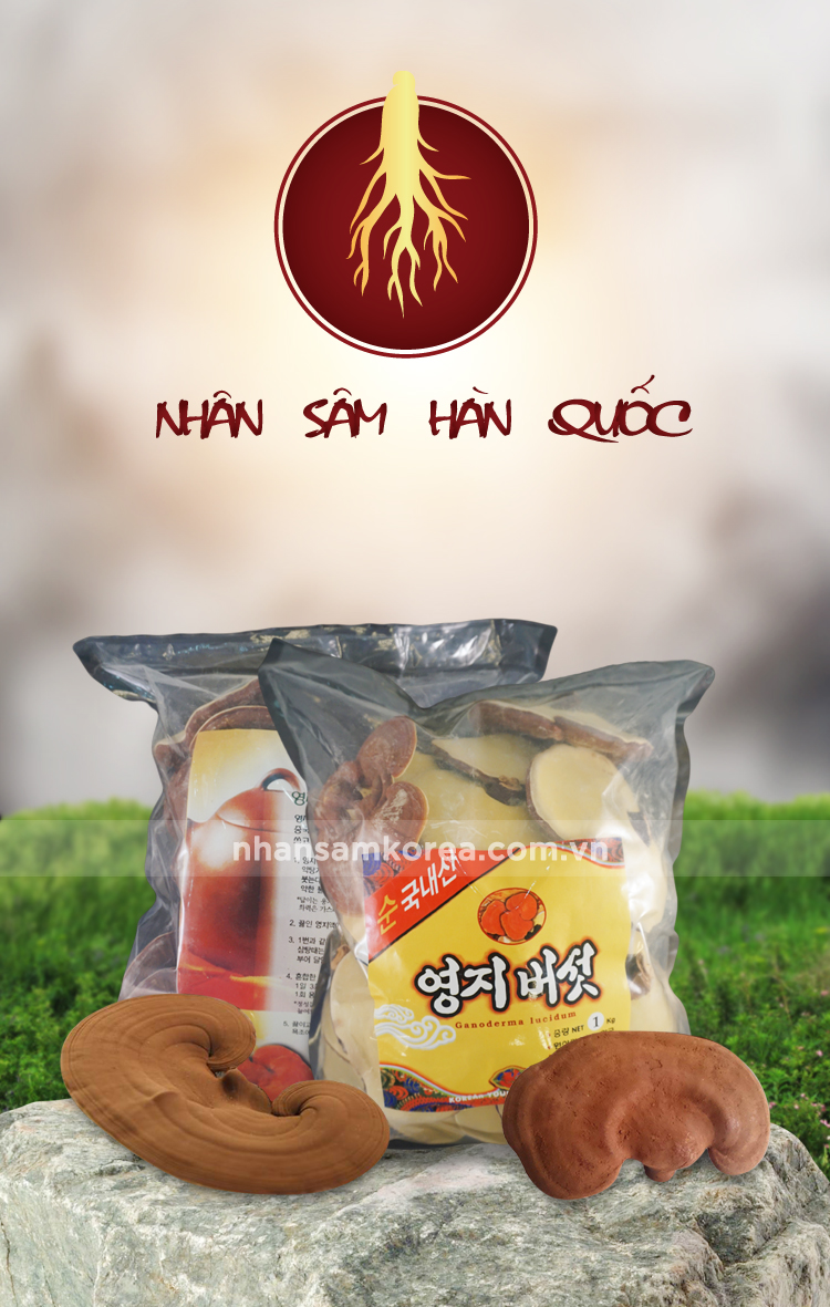 Nấm linh chi chữa được bệnh ung thư không nam-linh-chi-1