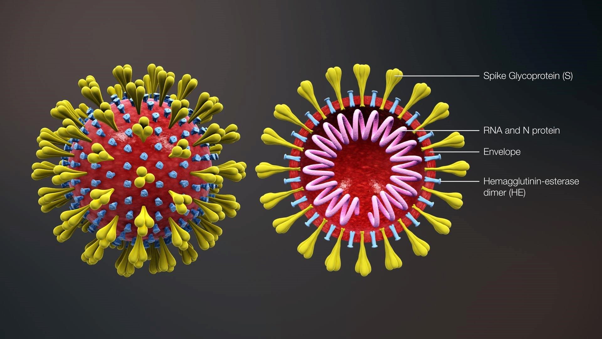 Tìm hiểu về virus Corona, bệnh dịch nguy hiểm đầu năm 2020.