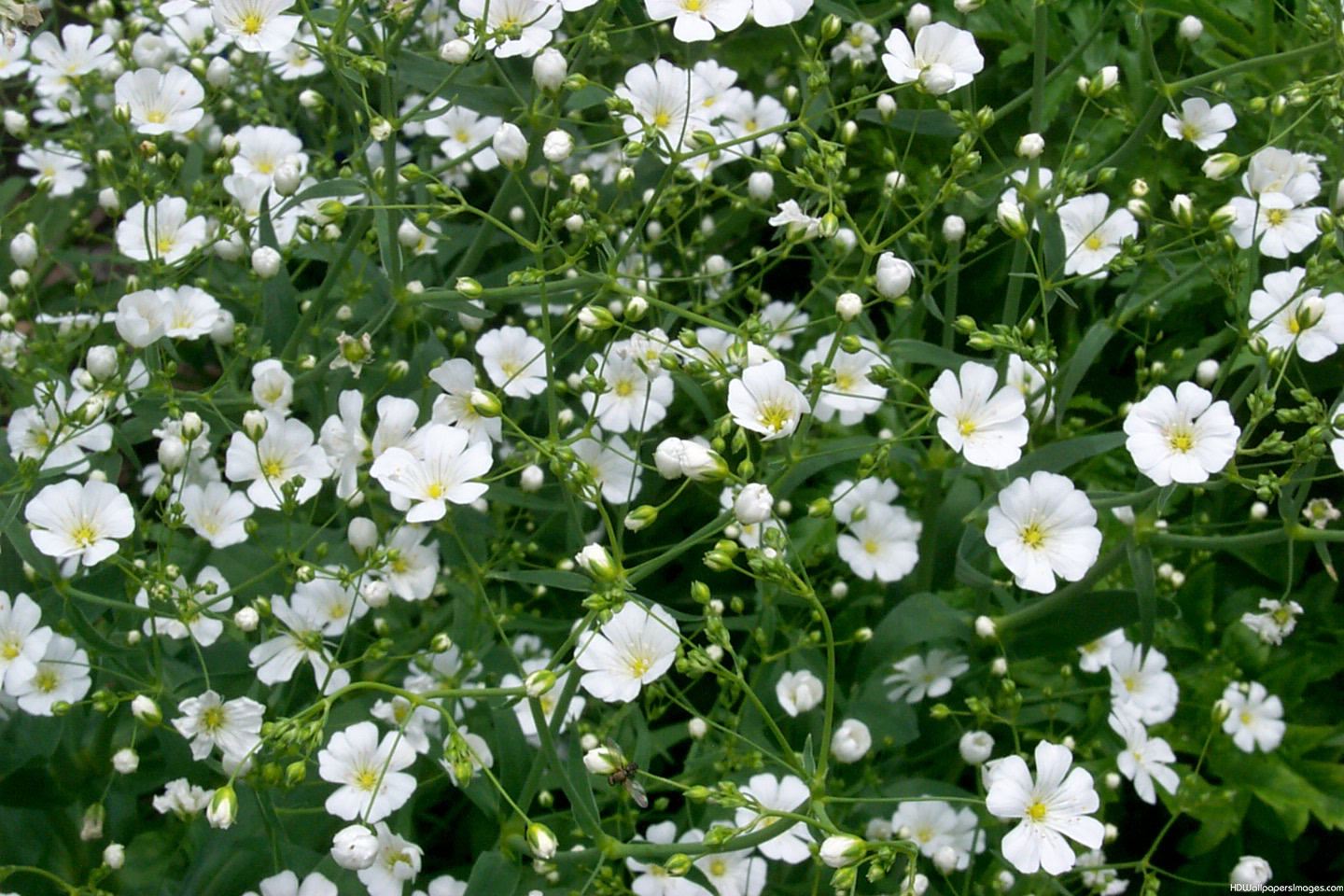 3. Hoa trồng làm cảnh quan sân vườn