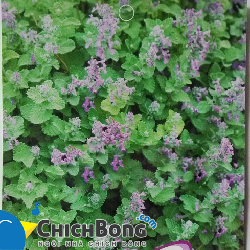 Hạt giống cỏ bạc hà cho mèo – Ngôi nhà Chích Bông Hạt Giống Cỏ Bạc Hà Cho Mèo – Ngôi Nhà Chích Bông