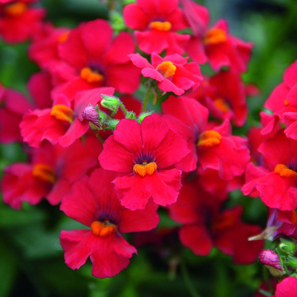 Немезия фото цветов описание Немезия фото цветов описание