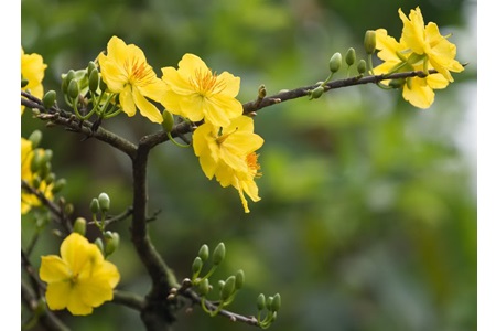 Ý nghĩa của hoa mai trong văn hóa của người Việt xưa