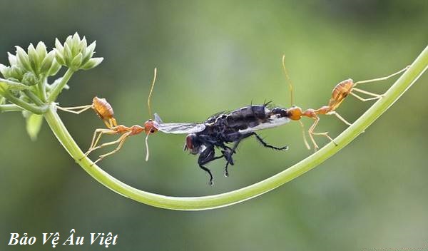 Người không tranh giành không phải người ngốc mà là người có phúc!