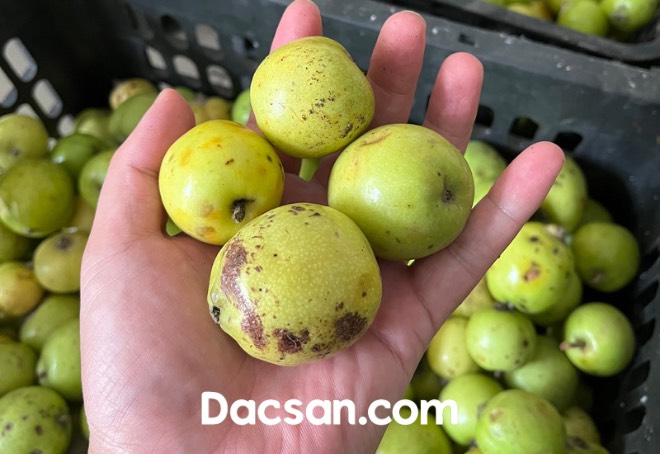 Táo mèo mua ở đâu Sài Gòn? | Dacsan.com
