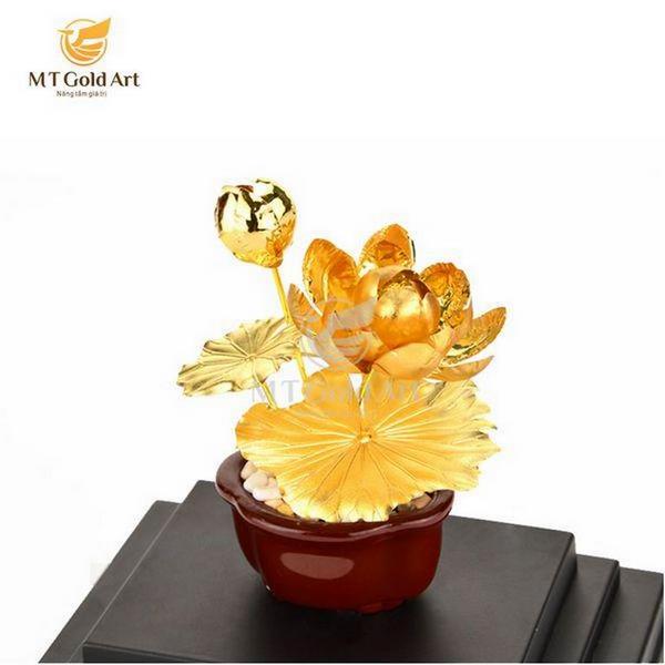 Chậu cây hoa sen vàng lá- quà tặng doanh nghiệp cao cấp 9