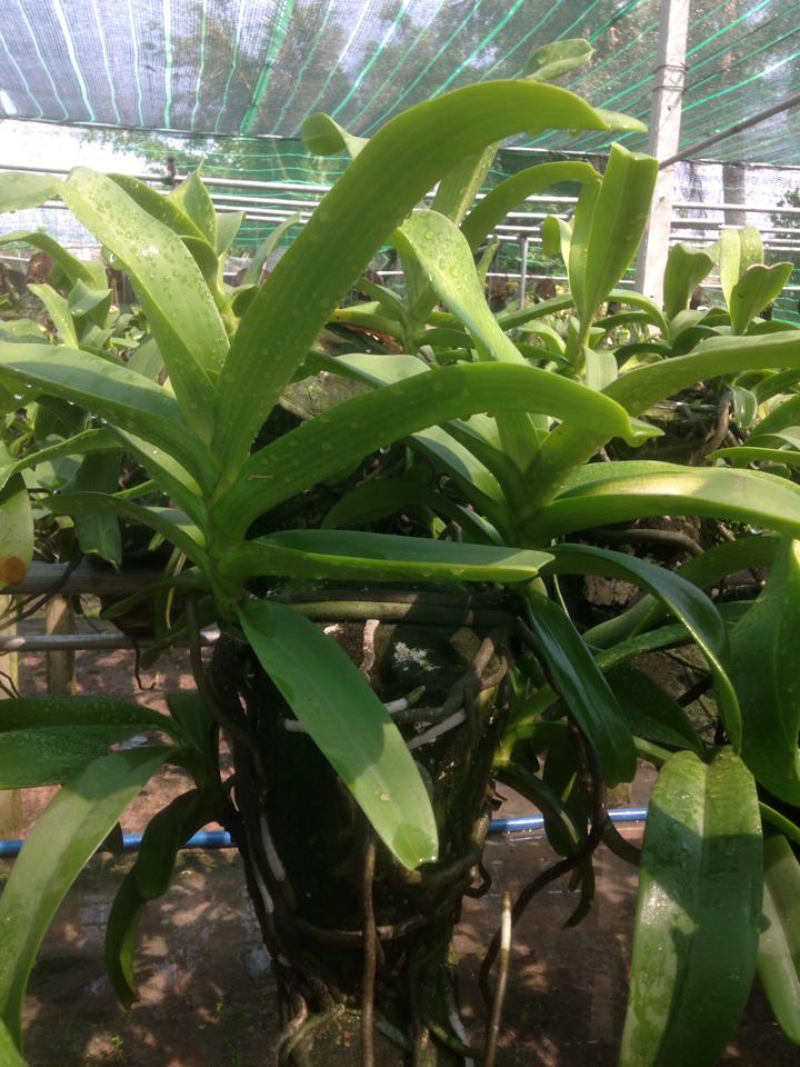 Kỹ thuật chăm sóc cây hoa lan ứng dụng công nghệ nano tiên tiến