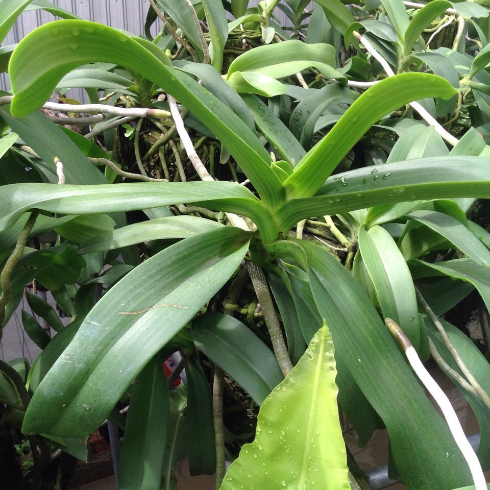 Giải pháp phòng trị bệnh tổng hợp trên cây hoa lan ứng dụng công nghệ nano tiên tiến