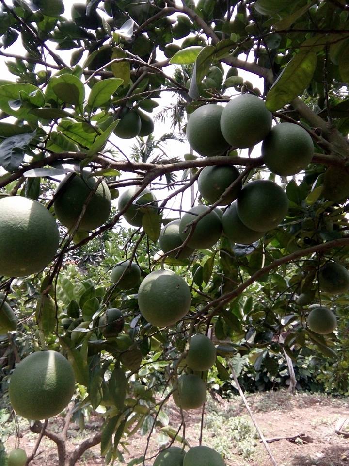 Quy trình chăm sóc cam bưởi ứng dụng công nghệ nano sinh học giai đoạn kiến thiết cơ bản