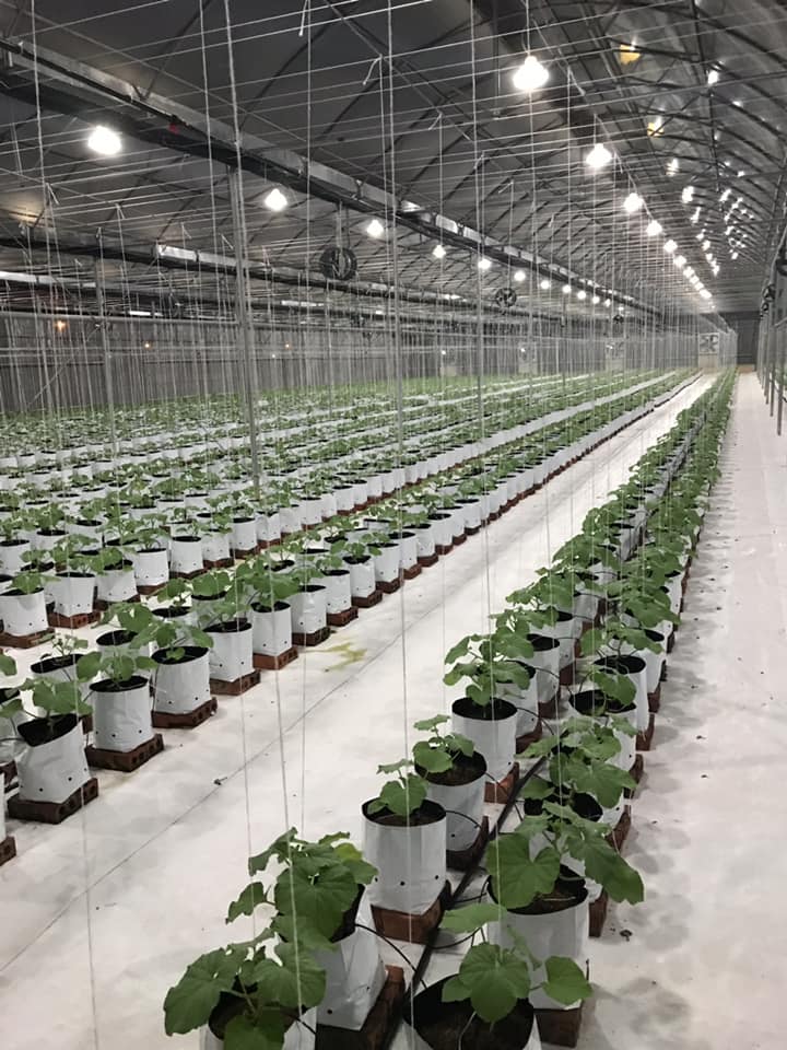 Quy trình sử dụng chế phẩm nano bạc đồng super, nano đồng oxyclorua, nano AKH super plus, nano canxi super, nano Silic SiO2 chuyên dùng cho cây dưa lưới