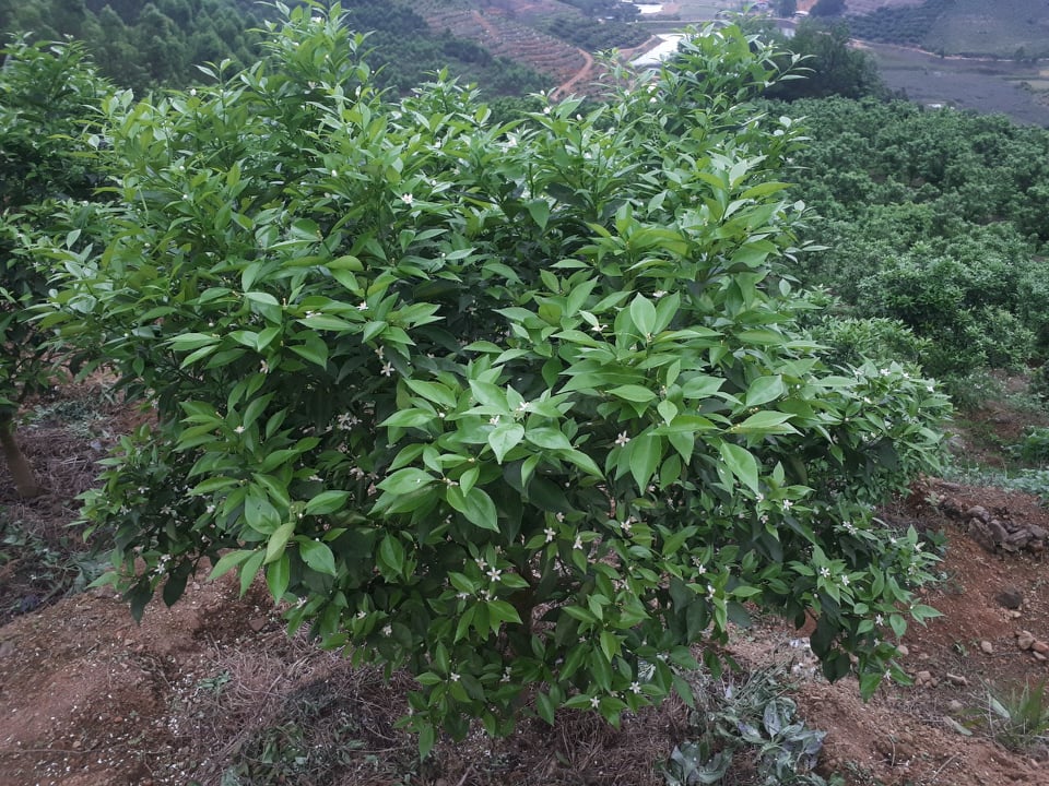 Kỹ thuật chăm sóc cam canh thời kỳ kinh doanh (thúc ra hoa, đậu quả, chống rụng quả, chống nứt)