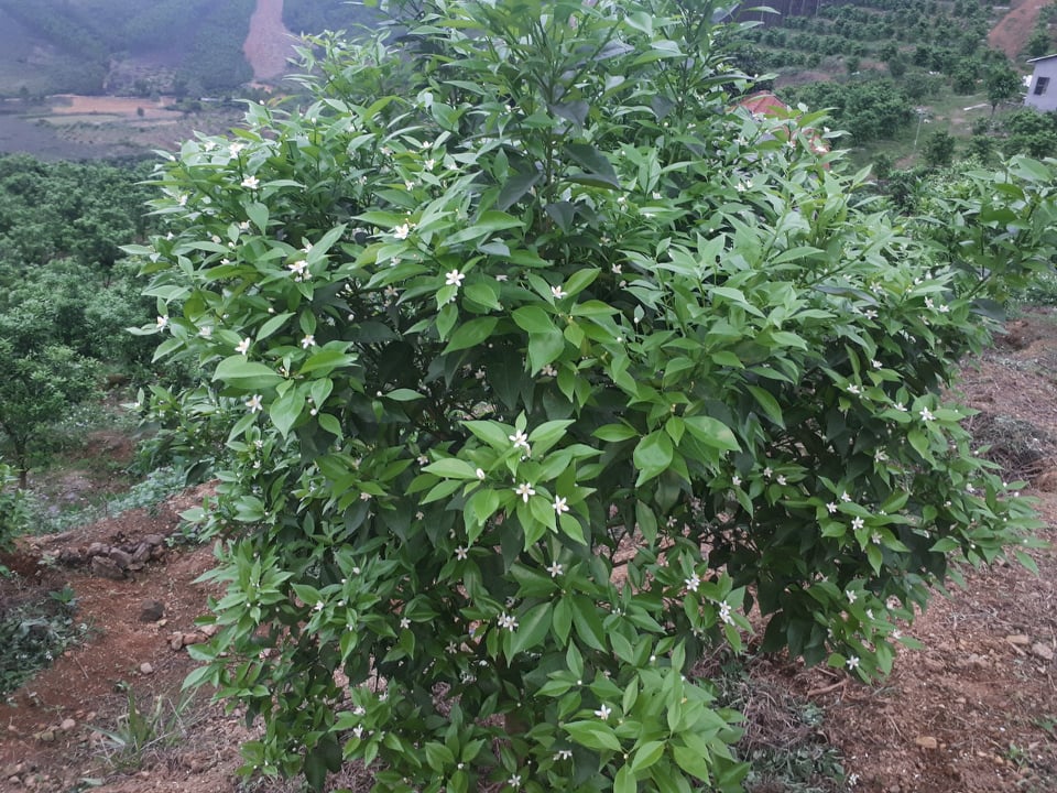Kinh nghiệm chăm sóc cây cam canh, giải pháp chống rụng quả cho cam canh hiệu quả