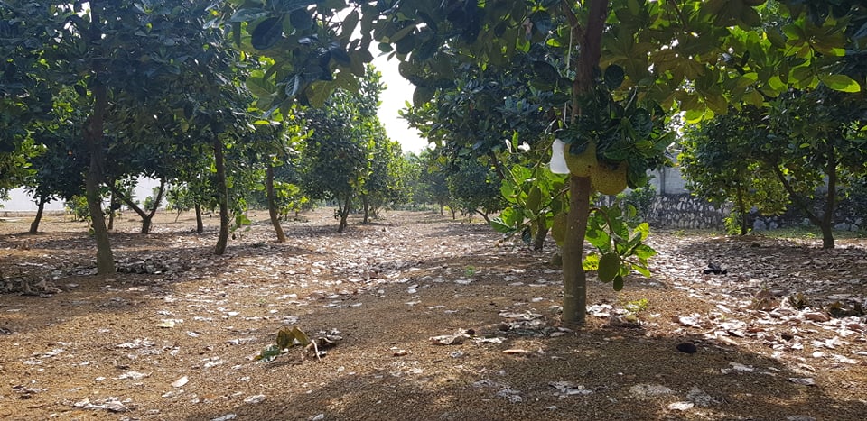 Một số vấn đề cần lưu ý trong quá trình chăm sóc mít giai đoạn kinh doanh, giải pháp chống xơ đen trái cho mít thái