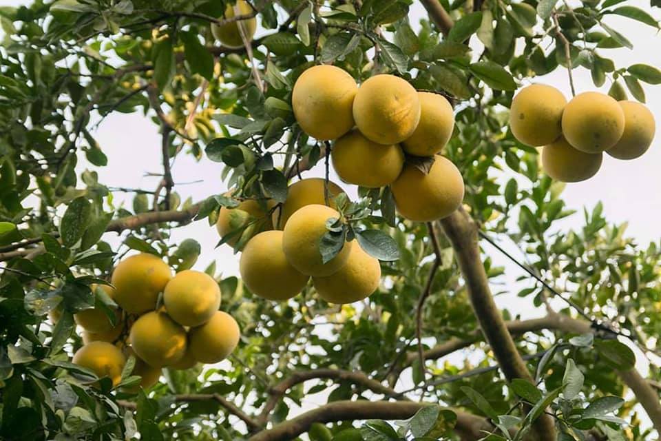 Quy trình chăm sóc bưởi diễn ứng dụng công nghệ nano tiên tiến, giải pháp chống rụng quả và nâng cao chất lượng quả bưởi diễn