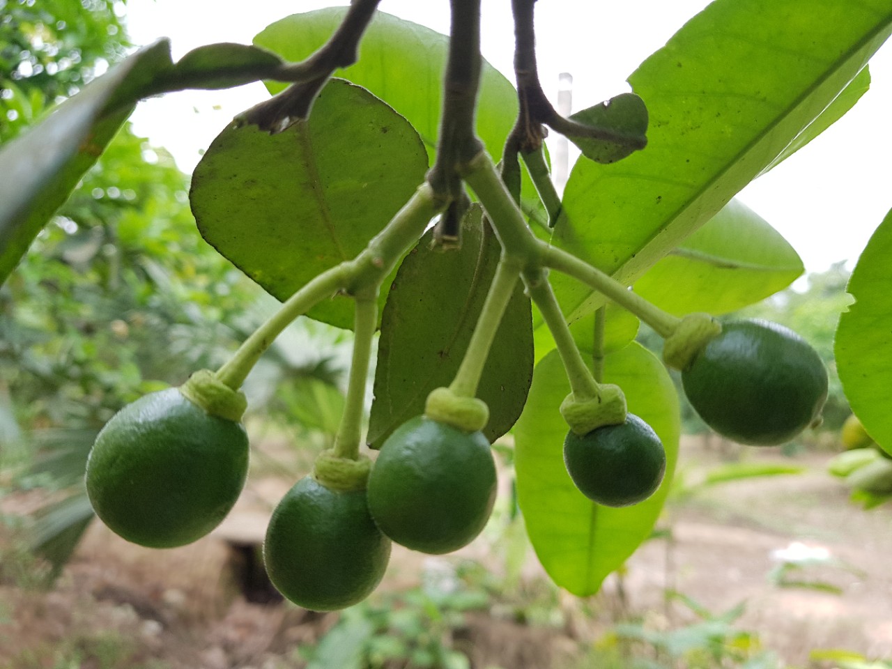 Các yếu tố kỹ thuật tạo nên sự thành công trong quá trình chăm sóc bưởi diễn, chống rụng hoa và quả non cho bưởi diễn