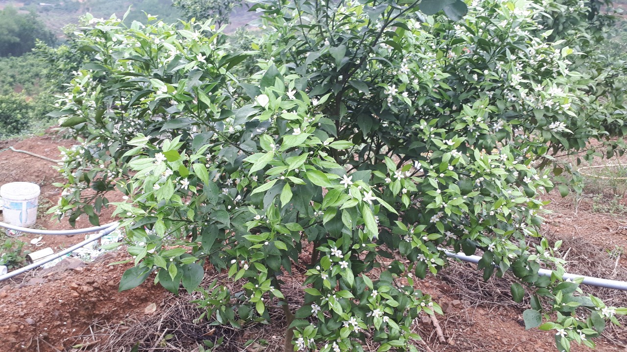 Công dụng các chế phẩm nano chuyên dùng cho trồng trọt