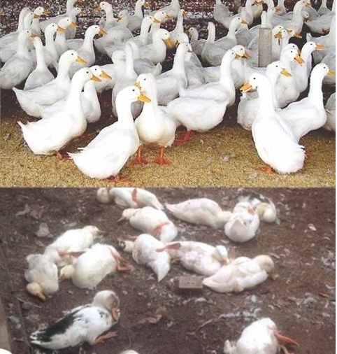 Bệnh E.Coli Ở Vịt