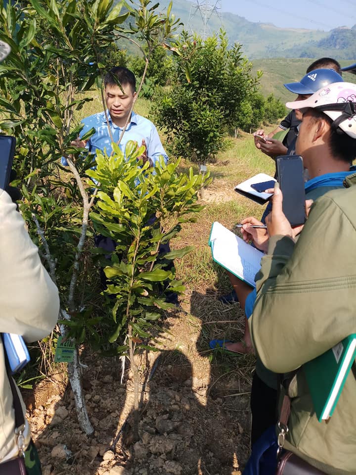 Nguyên nhân và giải pháp phòng trị bệnh chổi rồng trên cây macca Điện Biên ứng dụng công nghệ nano tiên tiến