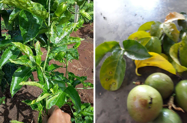 Giải pháp phòng trị bệnh đốm nâu, bã trầu, virus phấn trắng và đốm dầu chanh dây ứng dụng công nghệ nano