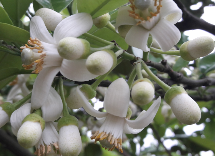 Phòng và trị bệnh vàng lá gân xanh Greening