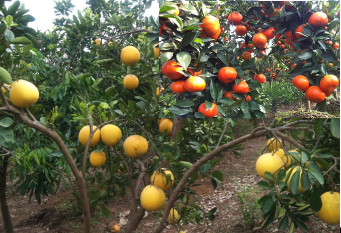 Bệnh hại cây có múi (bệnh loét cam, ghẻ sẹo, vàng lá thối rễ, greening, xì gôm chảy nhựa mủ, bệnh thối quả)