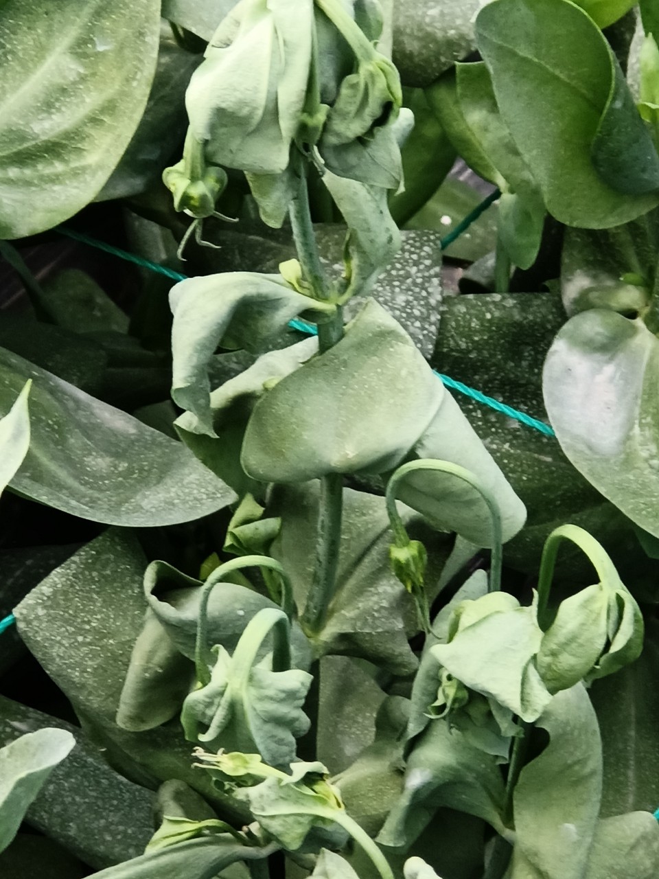 Quy trình sử dụng chế phẩm nano bạc đồng super, nano đồng oxyclorua, nano AKH super plus, nano canxi super chuyên dùng cho cây hoa cát tường
