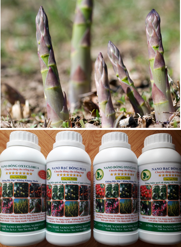 Giải pháp phòng và đặc trị bệnh khô thân và đỏ vàng cành lá trên cây măng tây (asparagus officinalis L.)