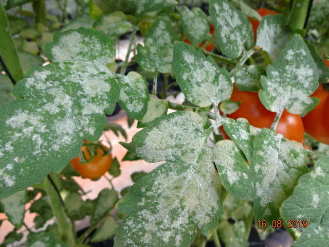Nguyên nhân, giải pháp phòng trị bệnh nấm phấn trắng trên cây cà chua ứng dụng công nghệ nano