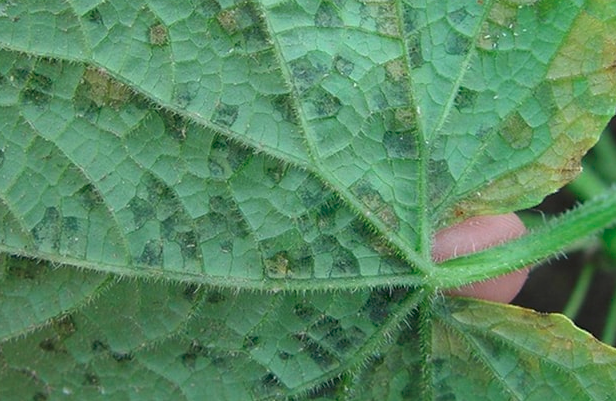 Nguyên nhân và giải pháp phòng trị bệnh sương mai gây hại cây dưa lưới, dưa leo, dưa lê (họ bầu bí)