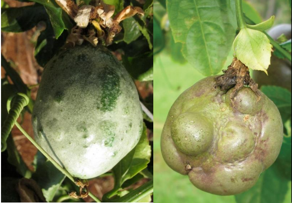 Kỹ thuật phòng trị một số loại virus gây bệnh hại trên cây chanh dây (virus Passion fruit woodiness, virus Papaya leaf curl)