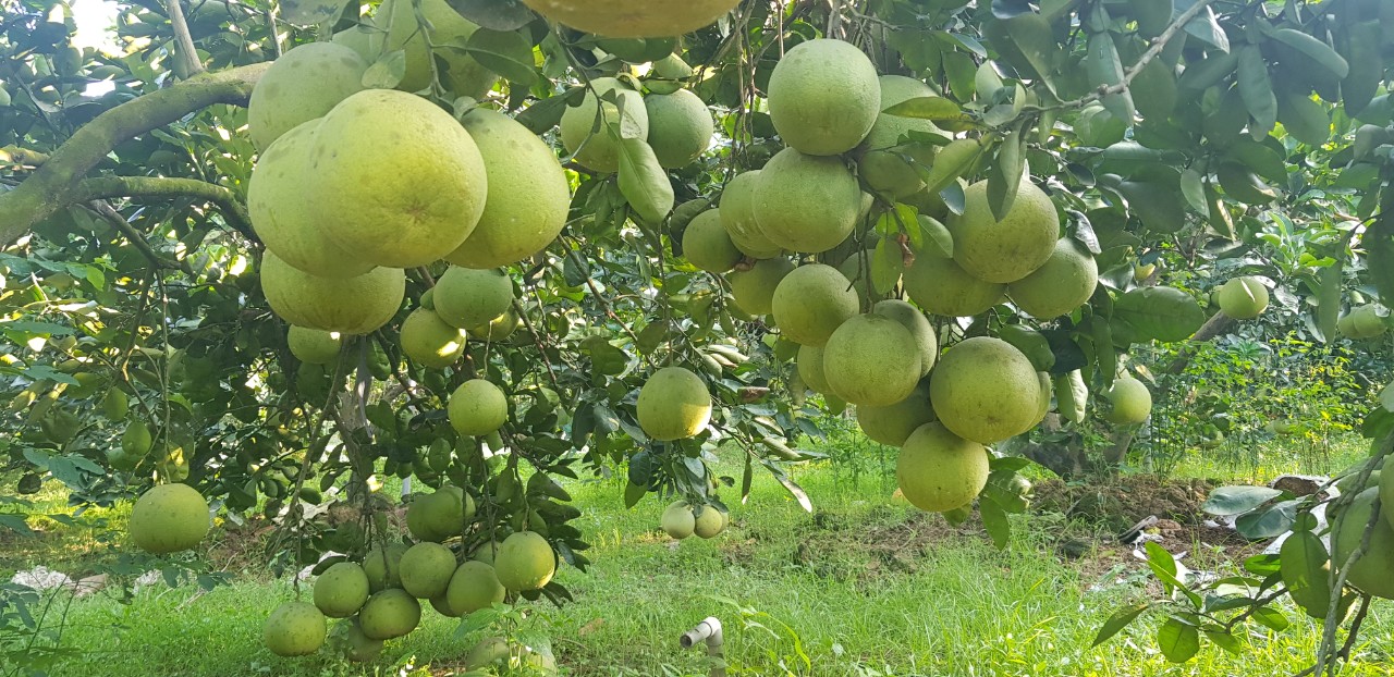 Kỹ thuật bón phân cho bưởi diễn và phục hồi cây sau thu hoạch, chống rụng hoa và quả non cho bưởi diễn và da xanh ứng dụng công nghệ nano