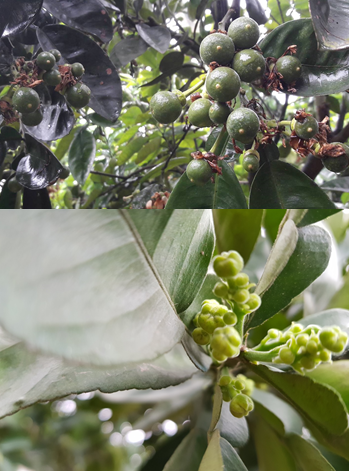 Quy trình sử dụng chế phẩm nano canxi super, nano canxi cacbonat, shellac suger và nano bạc đồng chuyên dùng cho cây bưởi diễn