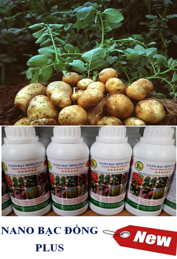 Kỹ thuật phòng và đặc trị bệnh héo xanh vi khuẩn trên khoai tây (Pseudomonas solanacearum)