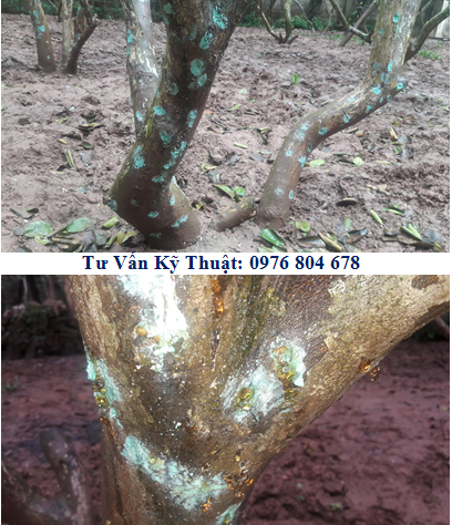 Giải pháp phòng và đặc trị bệnh xì gôm chảy nhựa mủ trên thân gốc bưởi diễn (Phytophthora citrophthora)