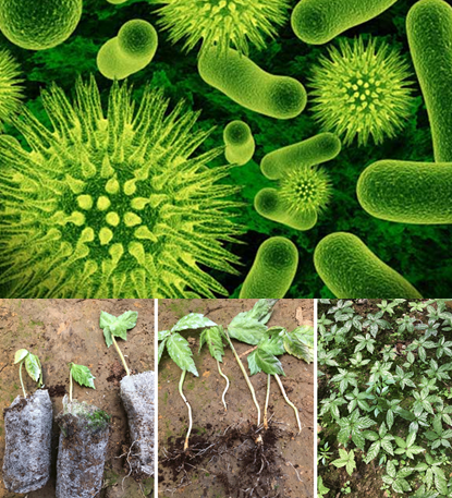 Công dụng của chế phẩm Biotech Pro chuyên dùng chống thối rễ, thối củ cho cây sâm Ngọc Linh