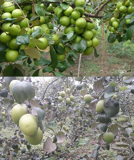 Phòng và đặc trị bệnh nấm phấn trắng gây hại trên táo (nấm podosphaeria leucotricha)