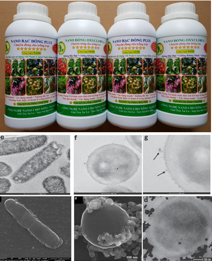 Công dụng của chế phẩm nano bạc đồng plus và nano đồng oxyclorua đối với trồng trọt (sản xuất nông nghiệp sạch)