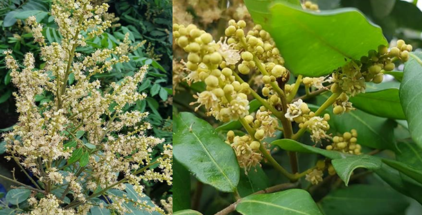 Hạn chế tác hại của mưa axít và chống rụng quả non trên cây nhãn vải ứng dụng công nghệ nano