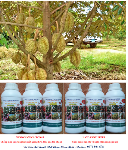 Nguyên nhân và giải pháp khắc phục hiện tượng sầu riêng bị xoăn vàng lá, chùn ngọn, chậm phát triển