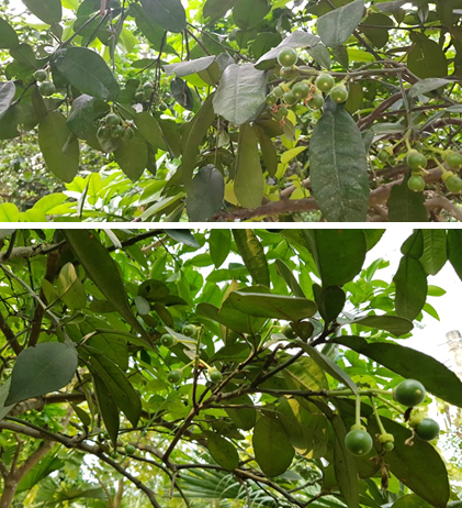 Kỹ thuật chăm sóc bưởi diễn thời kỳ ra hoa đậu quả non, các yếu tố kỹ thuật tạo nên sự thành công trong quá trình chăm sóc bưởi diễn
