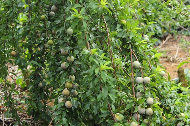 Nguyên nhân và giải pháp chống rụng quả non cho cây mận tại Sơn La ứng dụng công nghệ nano